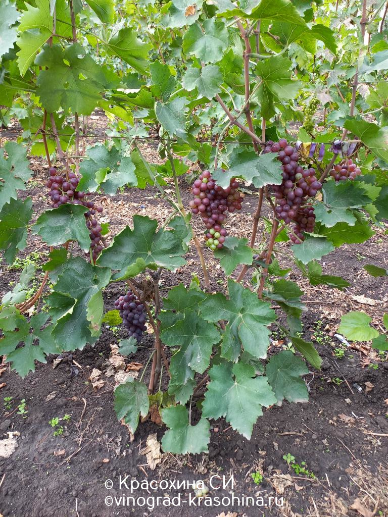 Щелкунчик на пасынках (3) (1) (1).jpg