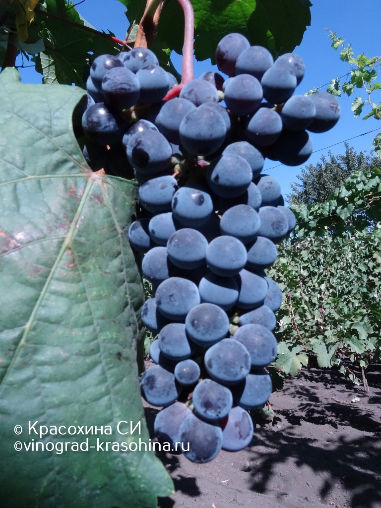 Мускат донской (14).JPG