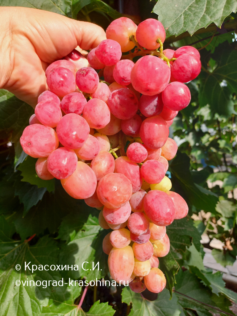 Дынька (8).jpg