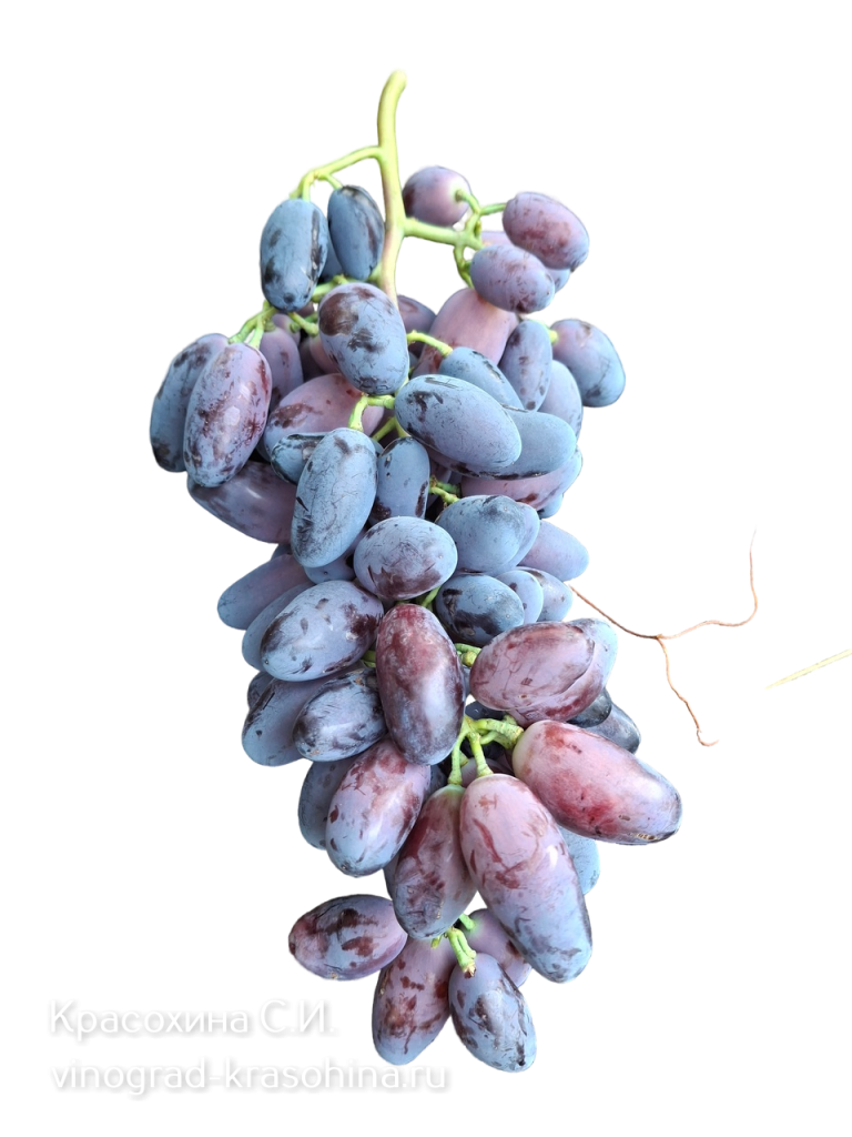Днепровский сувенир фото Красохиной.png Днепровский сувенир фото Красохиной.png