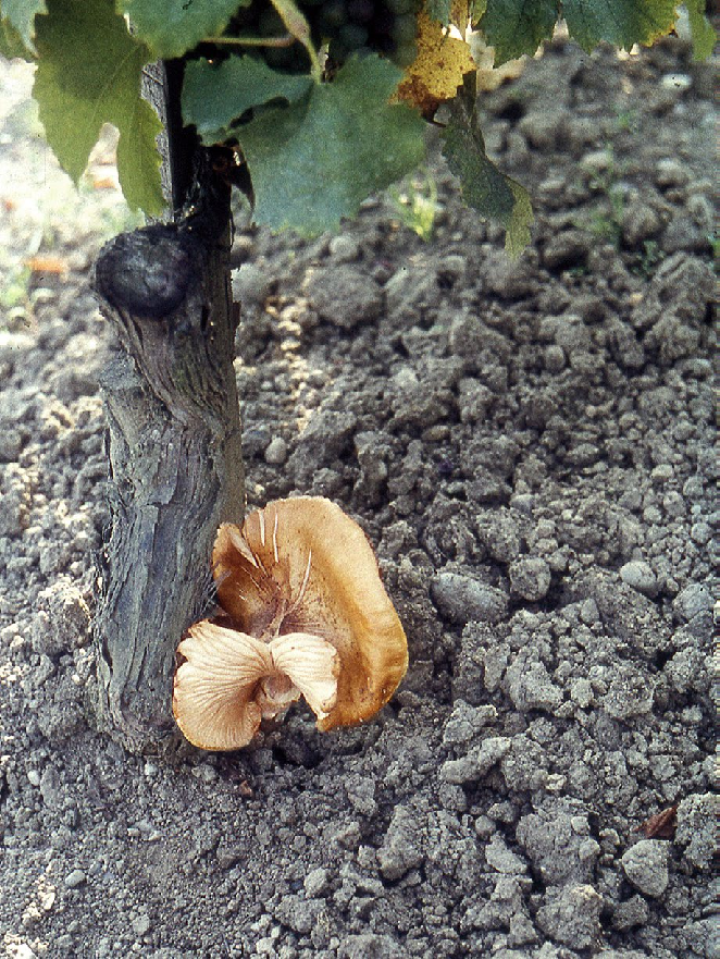 Carpophore-of-Armillaria-mellea-at-the-foot-of-an-affected-vine.png Carpophore-of-Armillaria-mellea-at-the-foot-of-an-affected-vine.png