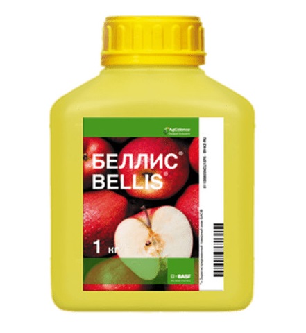 беллис1.jpg беллис1.jpg